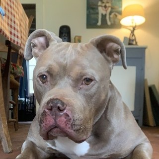 Bas, the office dog
